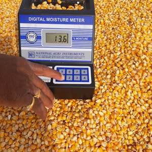 Maïs jaune pour l'alimentation animale, prix compétitif, 12% d'humidité, sacs PP de 50 kg, haute conversion alimentaire - Product Image 4