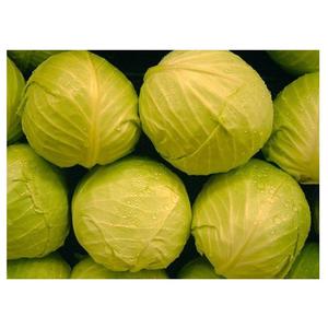 Prix Offre Spéciale du chou vert végétal frais biologique à vendre - Product Image 6