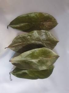 Fournisseur entier Feuilles de corossol séchées Récolte en vrac de feuilles de plantes sauvages/Graviola naturel - Product Image 5