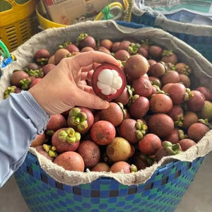 Mangosteen fresco | 100% Fruta orgánica al por mayor de Vietnam | El mejor precio y alta calidad - Product Image 1