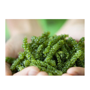 Raisins de mer Caviar vert algues fraîches récoltées pour une utilisation froide avec un arôme d'océan de couleur vive et une texture naturelle croustillante - Product Image 6
