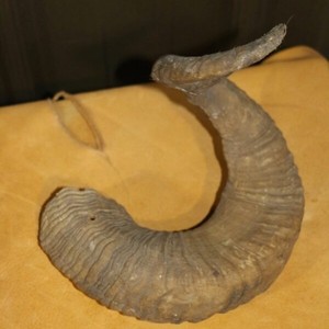 Corne de mouton Kudu Ram, naturelle, brute, toucher réel, Shofar casher, corne de mouton pour des fins religieuses, art et collection - Product Image 6