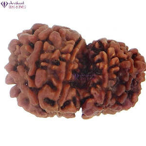 NOVAMART Fine 10 Mukhi Gauri Shanker Nepali Rudraksha 100% Original & Certified <b>Shell</b> Bone Coral Beads Wholesale Export - Product Image 1