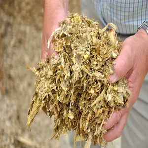 Pakan ternak jagung SILAGE tersedia/pelet SILAGE kering