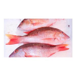 Experience competitive price variety products IQF seafood companies SFF Frozen Wild Caught Red Snapper Sea Fish - Product Image 4