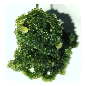 Raisins de mer-Caviar vert-Umibudo-Latok - Caulerpa Lentillifera-Raisins de mer déshydratés // Lima - Product Image 1
