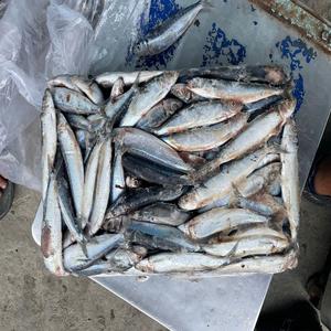 Maquereau de cheval congelé de haute qualité, sardine, poisson en stock, fruits de mer de haute qualité, poisson entier, maquereau de cheval congelé, maquereau du Pacifique - Product Image 4