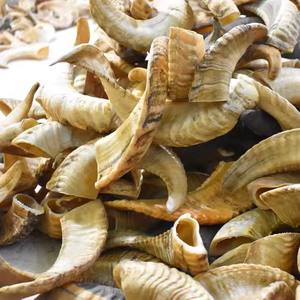 Par decorativo de ovejas reales o cuerno de carnero para vajilla artesanías naturales de Crown Foods India PARA VENTA DE EXPORTACIÓN - Product Image 4