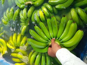 Bananes Cavendish vertes longues fraîches, garanties les moins chères, exportation 100% sans taxe dans le monde entier - Qualité n°1 - Product Image 5