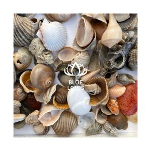 Artisanat de coquillages polis de qualité supérieure pour les projets de design d'intérieur professionnels et pour maintenir une zone de cuisine hygiénique impeccable - Product Image 1