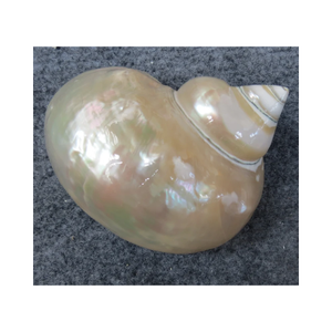 Vente en gros d'usine Coquille de conque naturelle de grande taille Corail poli Perle naturelle Étoile de mer Coquille de conque pour l'exportation du Vietnam 99G - Product Image 3