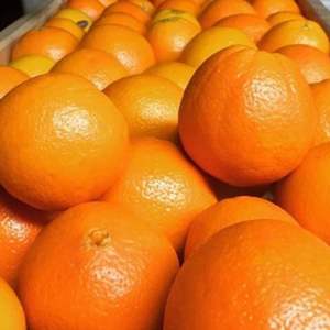 Naranjas Navales Frescas al por Mayor, Deliciosas y Dulces, Cítricos Frescos en Empaque a Granel - Product Image 6