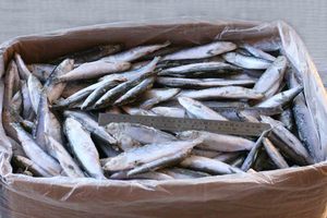 Pescado de pescado, pescado - Product Image 6