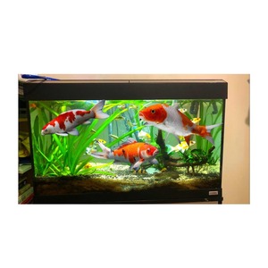 Petit aquarium de ménage écologique en plastique transparent personnalisé Mini aquarium de poissons Koi - Product Image 3