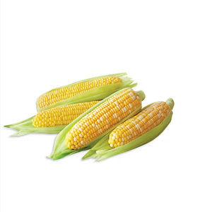 Maíz Amarillo Seco de Primera Calidad, No Glutinoso, a Granel, en Bolsas de PP de 25/50 kg, Alimento para Animales, en Venta - Product Image 3