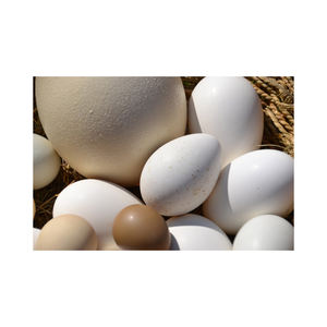 Huevos de avestruz comestibles Fresh Organic Fertile Natural Packed Bulk Farm Supplier Clean Exotic Grade Premium Quality Hatch - Product Image 1