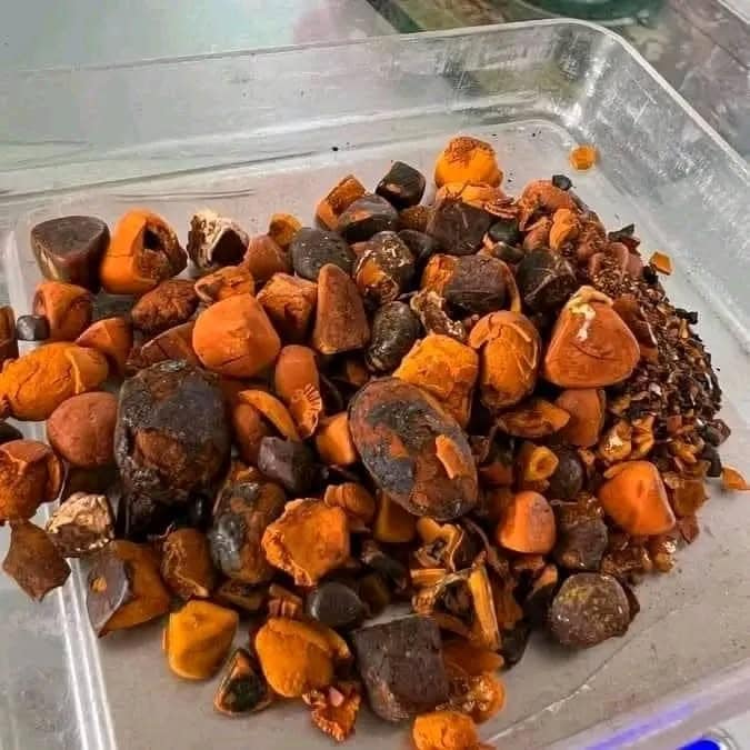 Best Grade 80/20 Cow/Ox/Cattle Gallstones Premium Animal Extract for Sale World Wide Shipping Available