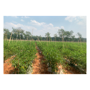 Chile picante rojo entero orgánico secado 1 Kg empaquetado a granel con vida útil de 12 meses para el mercado de China - Product Image 2