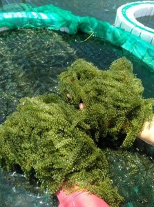 Uvas de Mar Deshidratadas de Origen Directo en Empaque a Granel para Restaurantes - Product Image 4