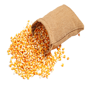 Maíz amarillo orgánico Premium para piensos y alimentos en stock Entrega rápida Precio al por mayor ¡Compre ahora! - Product Image 1