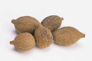 ผลไม้เทอร์มินัลเลีย เบลเลริกา คุณภาพสูงเพื่อสุขภาพ จากผู้ผลิตและผู้ส่งออกชาวอินเดีย - Product Image 2