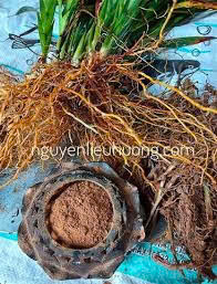 ผงธูปหญ้าแฝกผงธูปธรรมชาติสารยึดเกาะรากไซเปอรัสผงธูปเวียดนาม - Product Image 2