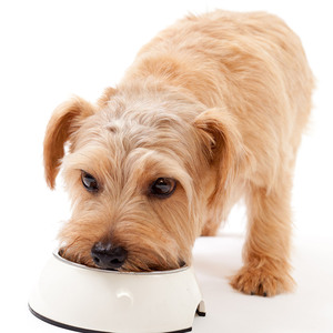 Cao cấp serra chăm sóc sức khỏe bổ sung cho chó mèo Isoflavones Nattokinase bột dầu đậu nành Isoflavones Pet chăm sóc sức khỏe - Product Image 2
