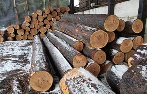 Grumes de cerisier en bois dur de haute qualité pour l'exportation - Product Image 2