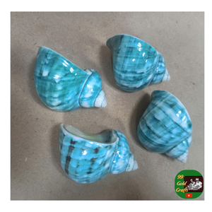 เปลือกหอยเชลล์ขนาดใหญ่เปลือกหอยเทอร์โบเปลือกหอยฤาษีเปลือกหอยเคลือบเงาสำหรับพิพิธภัณฑ์สัตว์น้ำงานฝีมือและการตกแต่ง - Product Image 5