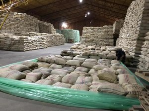 Gran calidad verde Arábica Robusta grano de café crudo para la venta de Vietnam- 60kg/jutebag - ODM/OEM - Product Image 3