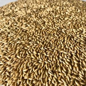 เมล็ดนกขมิ้นสำหรับอาหารสัตว์เมล็ดขมิ้นขายในท้องตลาด - Product Image 2