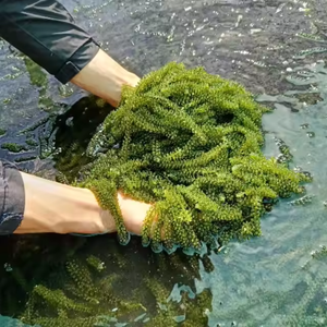 TENDANCE CHAUDE-RAISINS DE MER/PRODUIT SÉCHÉ AU CAVIAR VERT POUR LE COMMERCE MONDIAL - Product Image 2