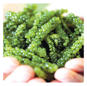 MEILLEURE VENTE DE RAISINS DE MER-CAVIAR VERT DE HAUTE QUALITÉ-ALGUES NATURELLES DU VIETNAM 100% - Product Image 5