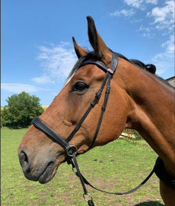 Brida de cuero (versión europea). Brida de cuero anatómica Aria La versión Euro es una brida de cuero Horse Snaffle - Product Image 5