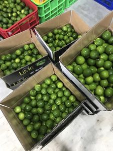 High Quality Premium Lemon Seedless From Vietnam 16-20cm 100% Seedless Sour Citrus <b>Fruit</b> Cheap Price - Product Image 2