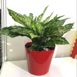 Meilleur vendeur Pot pour décorer la maison et le jardin, Pot carré court 18 avec plastique de haute qualité - Product Image 1