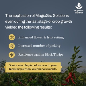 การป้องกันพืชพริกโดย magicgro super - Product Image 3