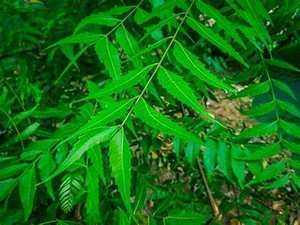 100% Pure Organic India Neem Powder Extracto de hierbas de alta calidad Hojas de frutas cultivadas silvestres Fabricado Botella Tambor - Product Image 4