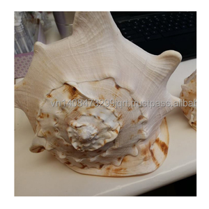 เปลือกหอยธรรมชาติที่ได้รับการคัดสรรเป็นอย่างดีเหมาะสำหรับโครงการงานฝีมือแบบทำมือของตกแต่งบ้านและงานแสดงศิลปะที่สวยงาม - Product Image 2