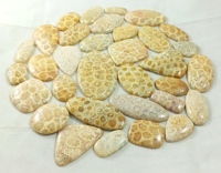 Cabochon de corail fossile naturel, pierre semi-précieuse en vrac pour la fabrication de bijoux