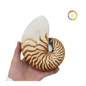 Concha de Nautilus Natural con Elegante Forma Espiral, Concha Marina Decorativa para Decoración de Interiores, Artesanía y Exhibición de Arte - Product Image 3