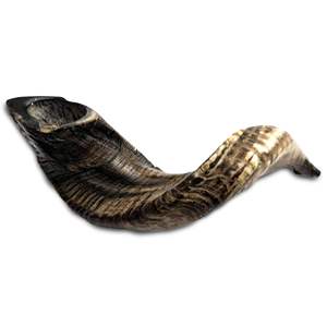 Exquisito cuerno de carnero tradicional hecho a mano para rituales judíos Cuernos de shofar pulidos DE LA India a precios competitivos - Product Image 1