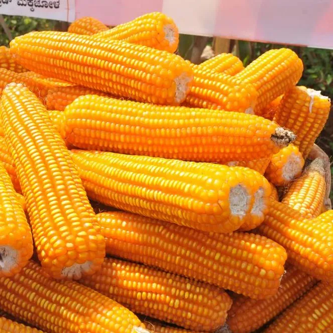 Maïs jaune pour l'alimentation humaine et animale Maïs jaune pour l'alimentation des volailles Nouvelle récolte