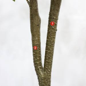 Arbre de Camélia Artificiel - Fleur Blanche Réaliste, Écologique, Résistant à l'Eau, Plante Décorative Intérieure/Extérieure - Product Image 5