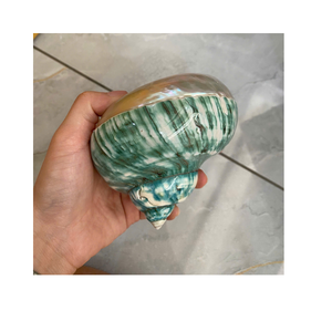 Conchas de mar hermosas naturales de concha Turbo verde pulida de Vietnam para proyectos de arte hechos a mano y pedidos al por mayor - Product Image 1