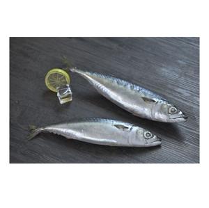 Pescado Caballa del Pacífico Congelado de la Mejor Calidad a Precio de Oferta - Product Image 3