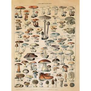 Impresión artística de los hongos de Adolphe Millot, diseño de naturaleza muerta en papel - Product Image 1