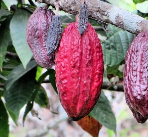 Lean lean est hailand Organic ry Ocoa Beans - Product Image 1