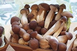 Hongo Termite, Hongo King, Hongo Negro Fresco, Bueno para la Salud, Hecho en Vietnam, PRECIO MÁS BAJO - Product Image 5