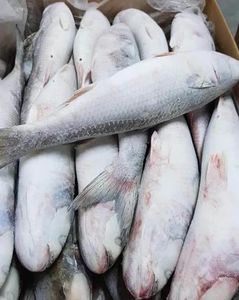 จำหน่ายปลามัลเล็ตแช่แข็งแบบ IQF พร้อมจำหน่าย สำหรับการแปรรูปอาหารและอาหารทะเล อายุการเก็บรักษา 12 เดือน - Product Image 4